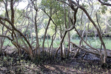 Avicennia marina. Grey Mangrove