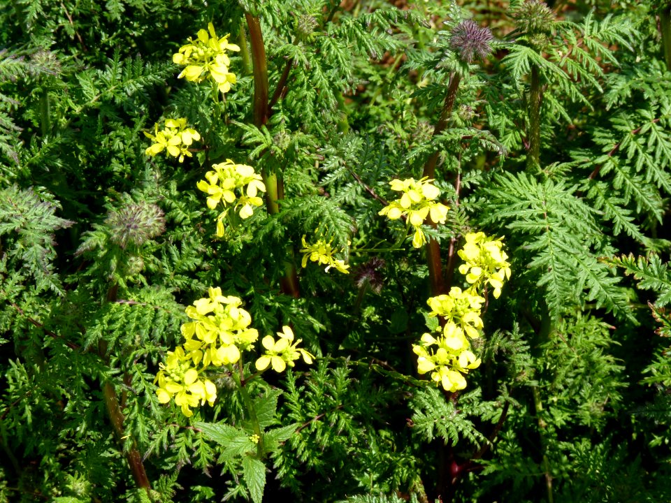 Mostassa groga dins de la phacelia