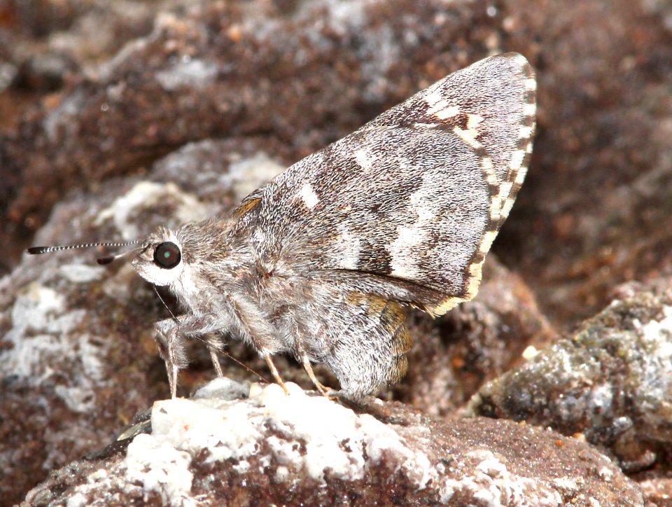 GIANT-SKIPPER, ARIZONA (Agathymus aryxna) (10-17-13) base of lower humboldt cyn, patagonia mts, scc, az -03
