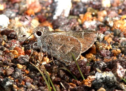 SKIPPER, WHITE-BARRED (Atrytonopsis pttacus) red mt rd, of harshaw rd, scc, az