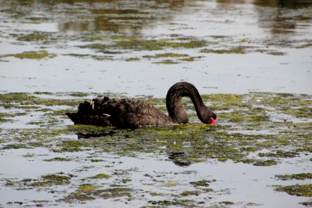 Black Swan. Cygnus atratus