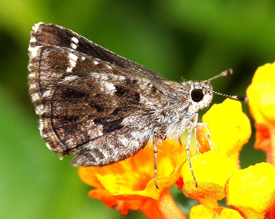 ROADSIDE-SKIPPER, NYSA (Amblyscirtes nysa) (7-24-11) 78 circulo montana, patagonia lake ranch estates, scc, az  (1)