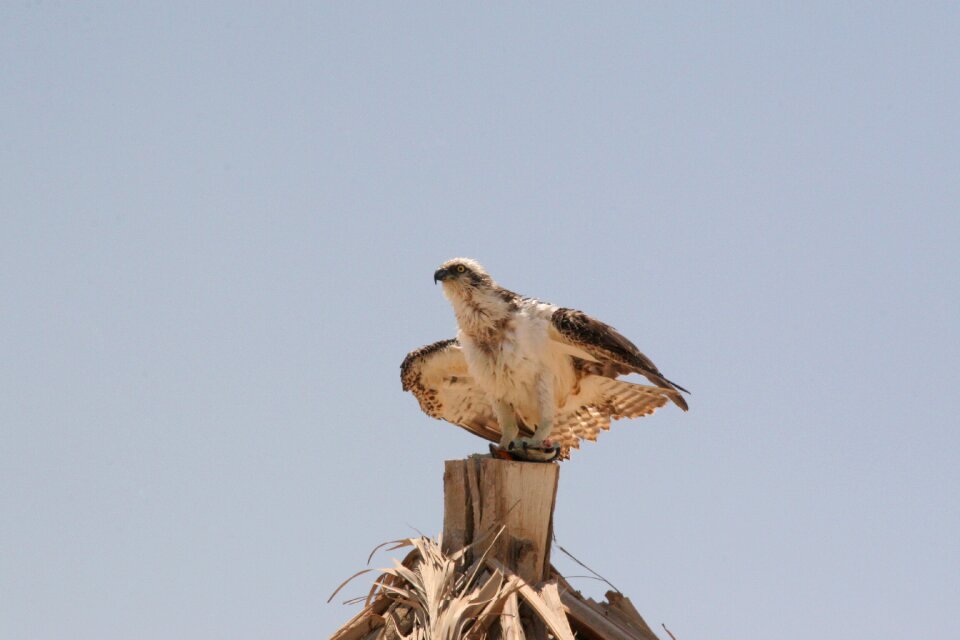 White tailed eagle egypt bird