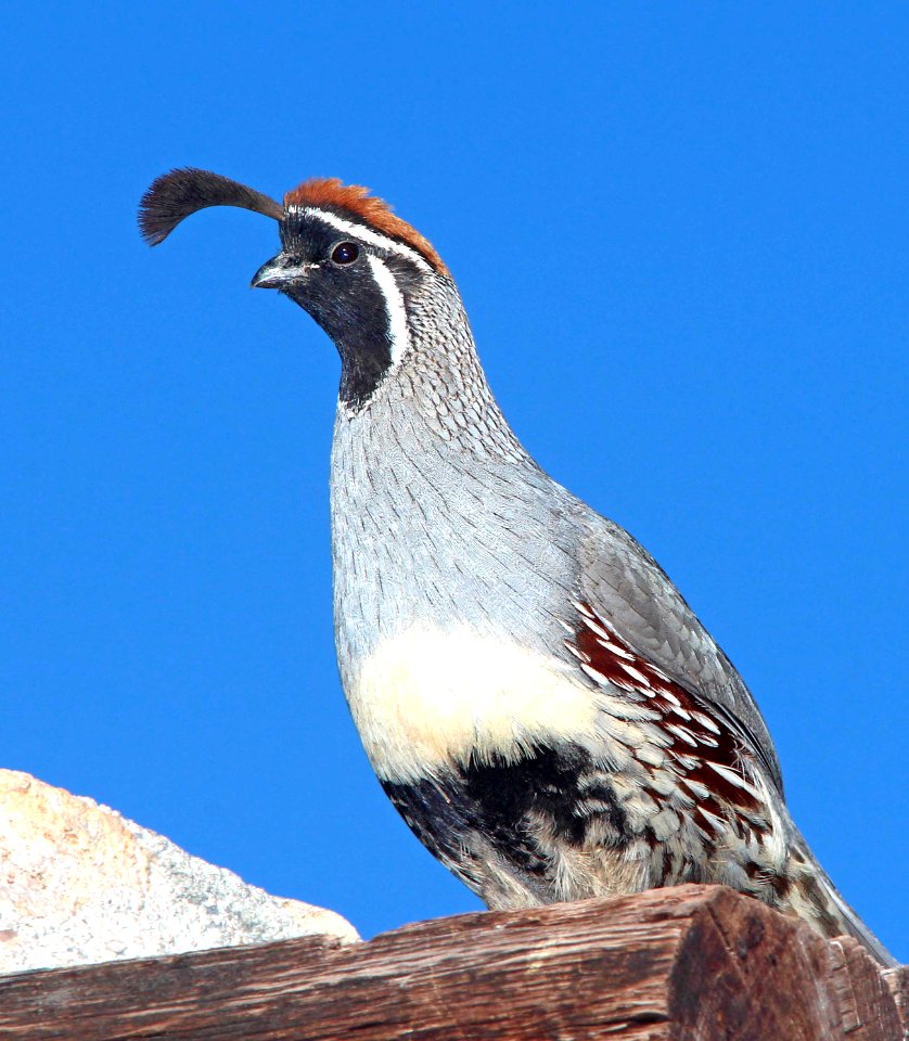 070 - GAMBEL'S QUAIL (4-9-14) 78 circulo montana, patagonia lake ranch estates, scc, az -03