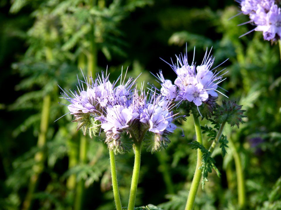 Phacelia