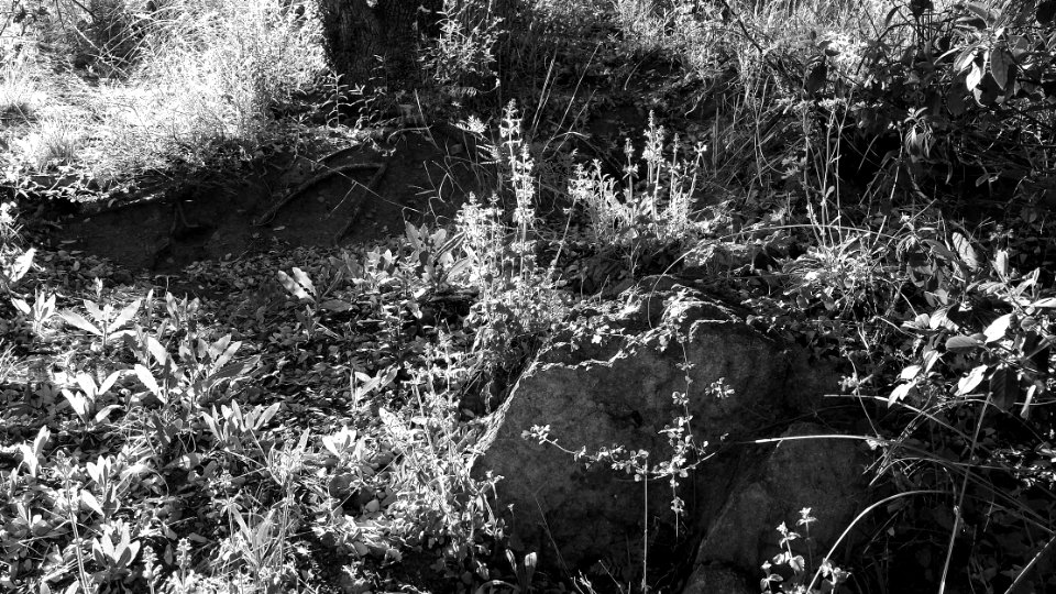 PENA BLANCA LAKE (4-9-14) west of nogales, scc, az -04 BW photo