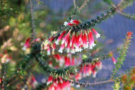Epacris longiflora