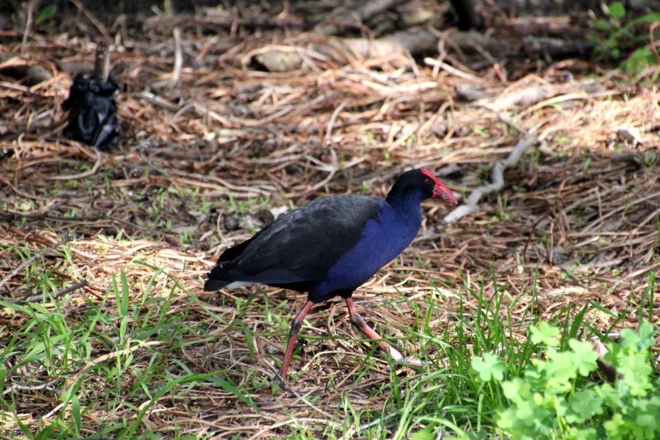 Purple Swamphen. Porphyrio porphyrio