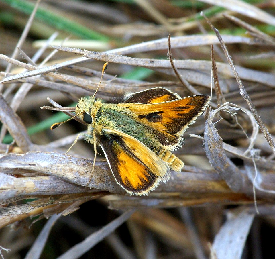 SKIPPER, WOODLAND (Ochlodes sylvanoides) (7-31-07) morro bay estuary, slo co, ca