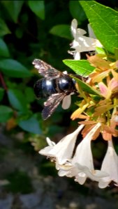Abeja Negra Black Bee