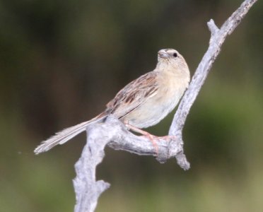 867 - BOTTERI'S SPARROW (8-5-13) circulo montana, patagonia lake ranch estates, scc, az -1
