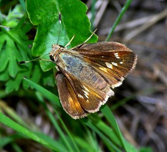 SKIPPER, UMBER (Poanes melane) (4-17-07) reservoir cyn, san luis obispo, slo co, ca