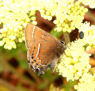 HAIRSTREAK, THICKET (Callophrys spinetorum) (6-28-2018) blaine co, id -04