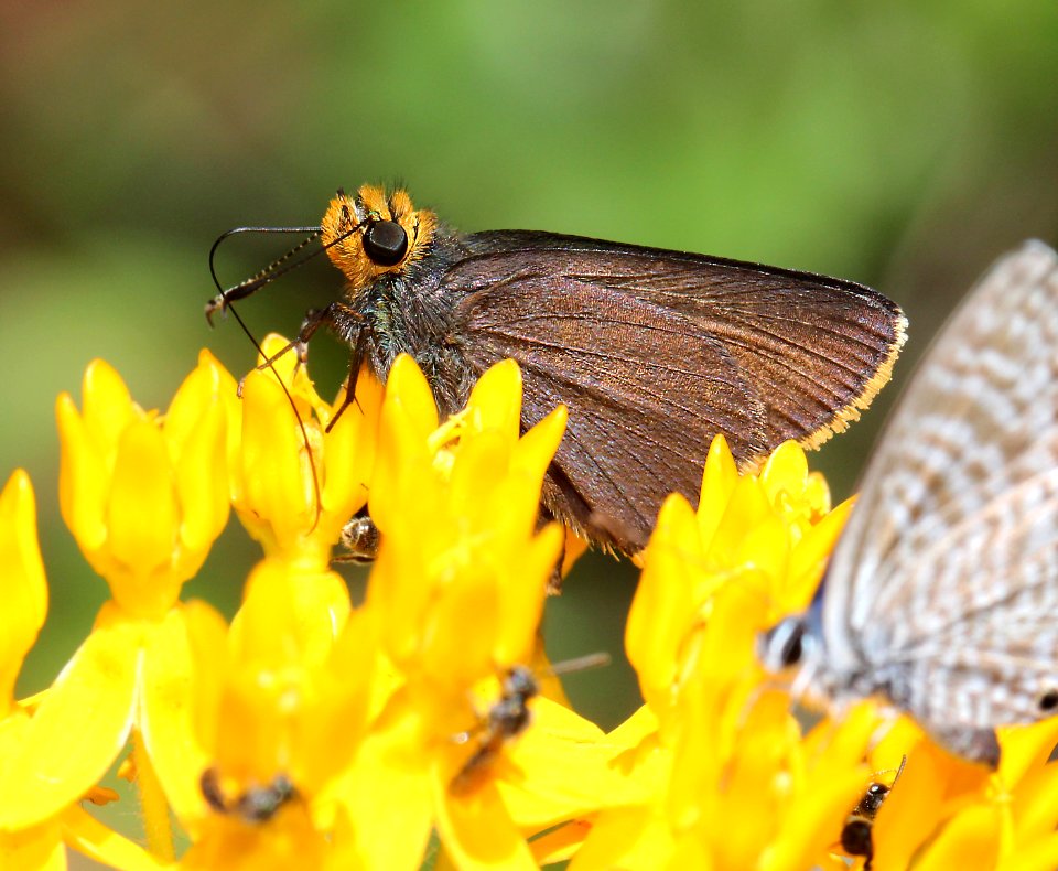ROADSIDE-SKIPPER, ORANGE-EDGED (Amblyscirtes fimbriata) (6-26-13) comfort springs trail, carr peak area, huachuca mts, cochise co, az  (3)