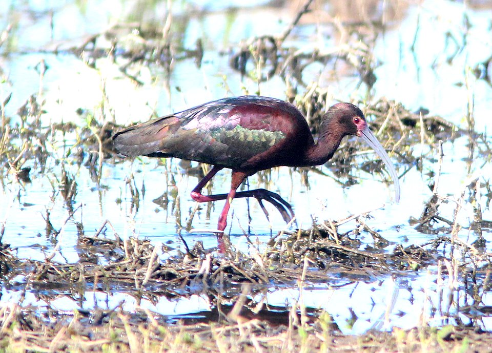 200 - WHITE-FACED IBIS (4-22-14) patagonia lake, scc, az -01