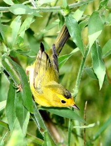 848 - WILSON'S WARBLER (8-30-13) pena blanca lake, scc, az -02