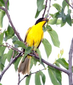 818 - COMMON YELLOWTHROAT (7-24-13) patagonia lake state parek, scc, az -02