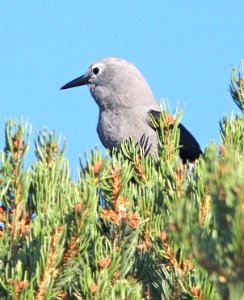 644 - CLARK'S NUTCRACKER (8-14-13) los alamos, nm -04