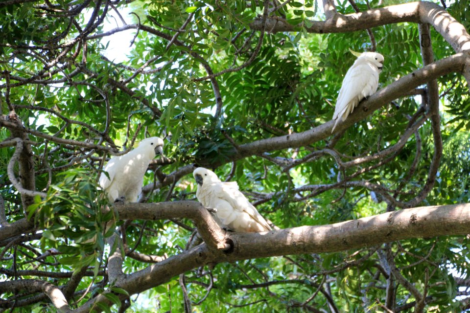 Sulphur-crested Cockatoo. Caratua galerita