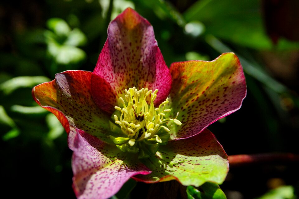 Blossom bloom plant