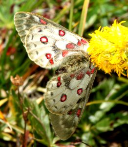PARNASSIAN, ROCKY MOUNTAIN (Parnassius smintheus) (8-20-13) 10,500 ft, just s of elwood pass, far n-w conejos co, co -10
