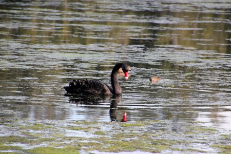 Black Swan. Cygnus atratus
