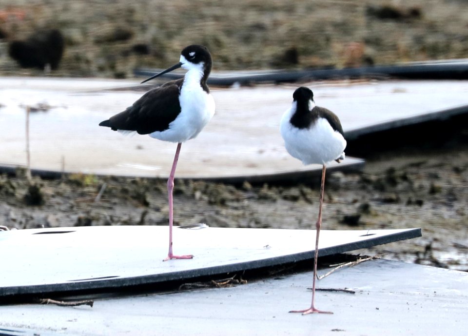 BLACK-NECKED STILT (9-14-2017) knudseni or hawaiian race, kaloko-honokohau national historic park, kona coast, hawai'i co, hawaii -02