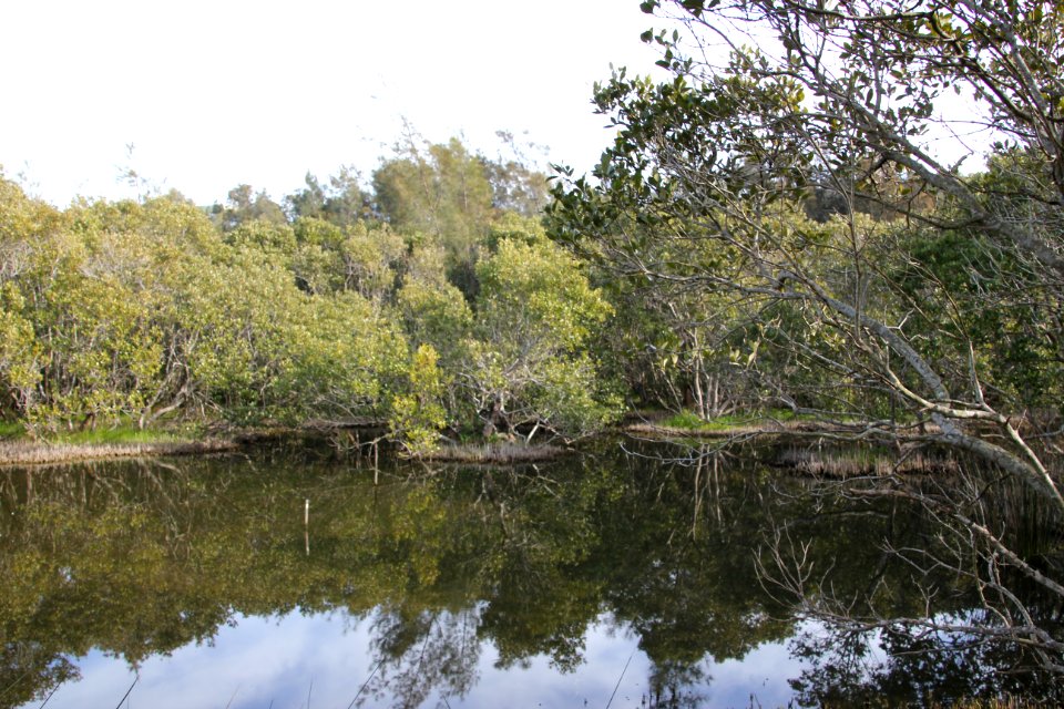 Avicennia marina. Grey Mangrove