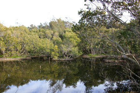 Avicennia marina. Grey Mangrove