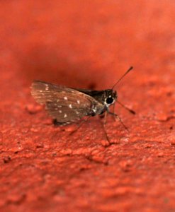 ROADSIDE-SKIPPER, TOLTEC (Amblyscirtes tolteca) (9-7-11) (78 circulo montana, patagonia lake ranch estates, scc, az