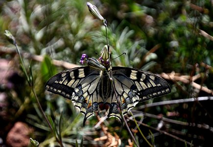 LA MARIPOSA DEL GARBÍ