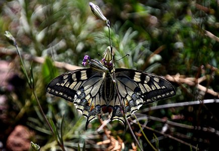 LA MARIPOSA DEL GARBÍ photo