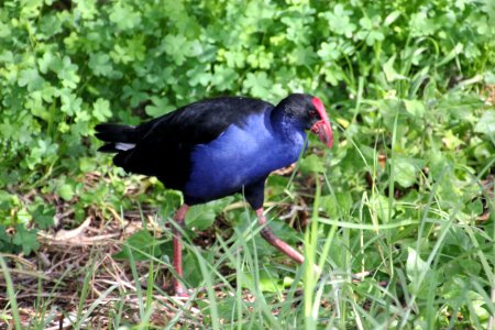 Purple Swamphen. Porphyrio porphyrio