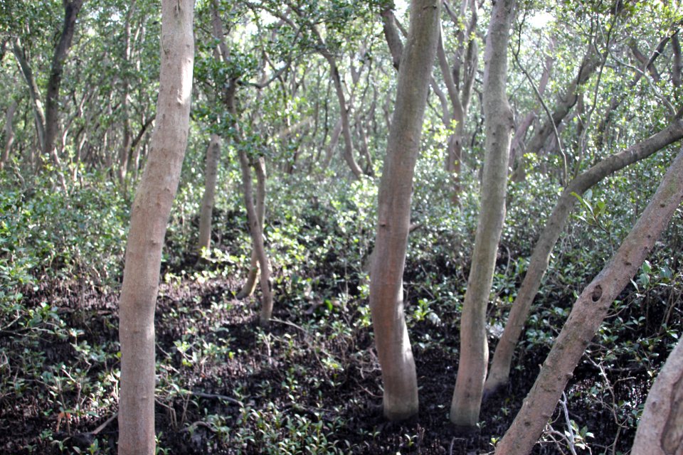 Avicennia marina. Grey Mangrove
