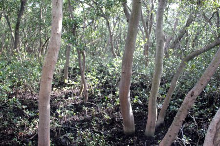 Avicennia marina. Grey Mangrove