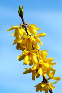 Yellow flower nature branch