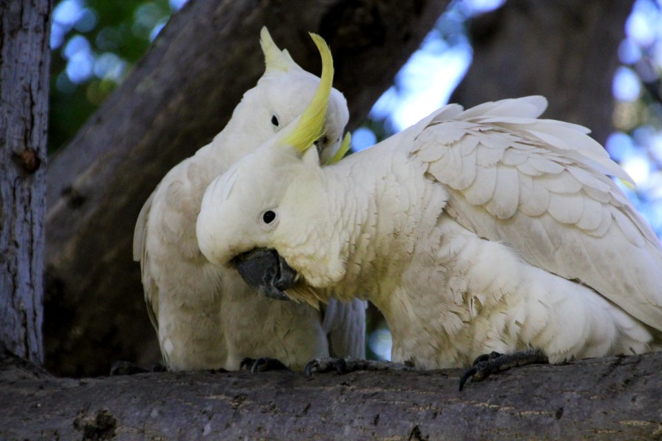 Sulphur-crested Cockatoo. Caratua galerita