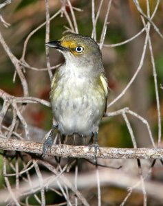 618 - WHITE-EYED VIREO (5-7-14) big pine key, monroe co, fl -05 photo