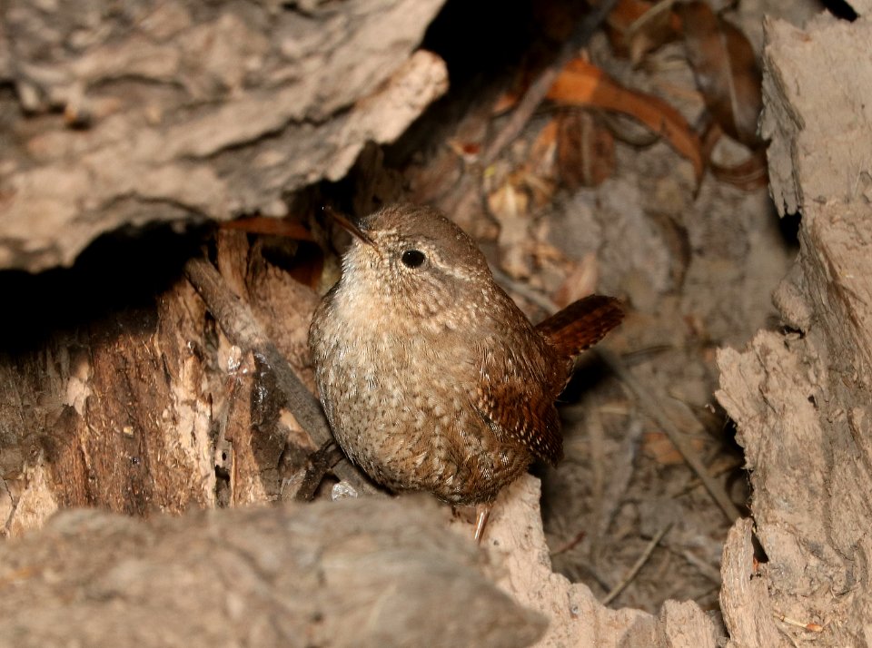 694 - WINTER WREN (3-24-2017) patagonia lake, santa cruz co, az -02