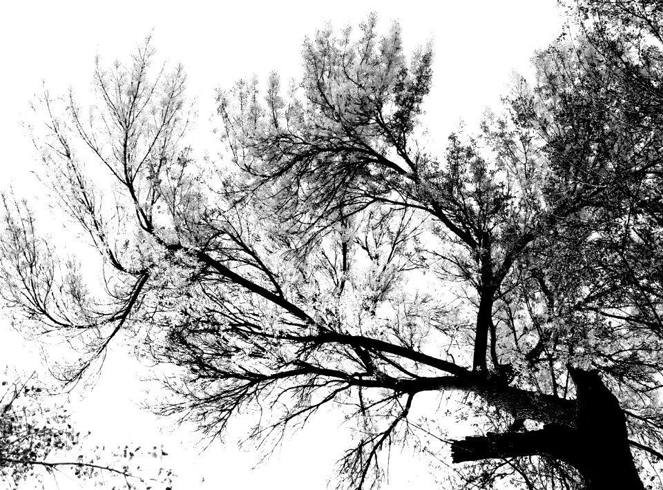 AZ - SCCO, BLUE HAVEN ROAD, PATAGONIA-SONOITA CREEK PRESERVE (11-19-11)  (13)