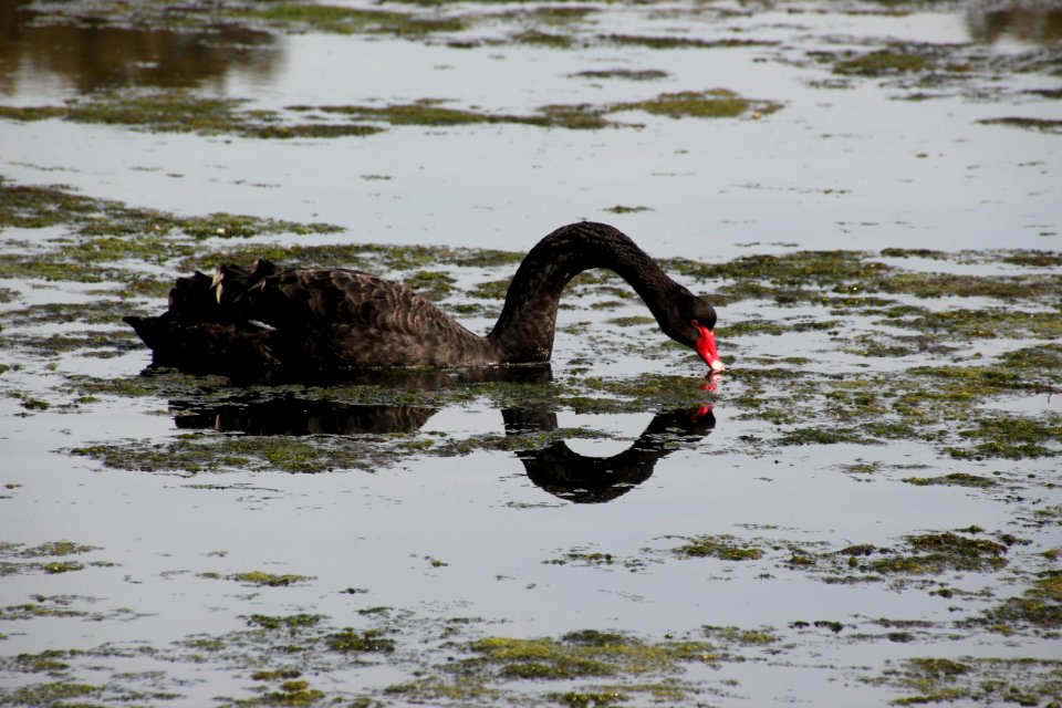 Black Swan. Cygnus atratus