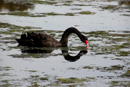 Black Swan. Cygnus atratus