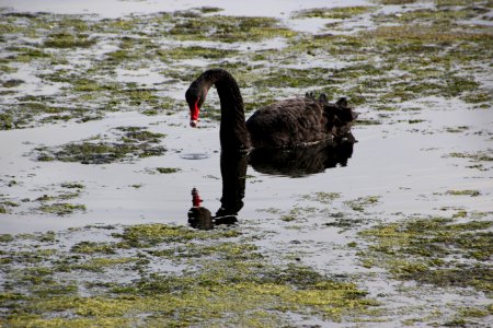 Black Swan. Cygnus atratus