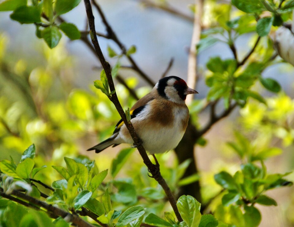 Goldfinch bird singer