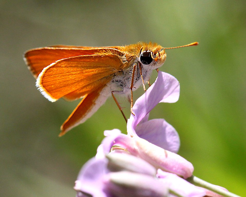 SKIPPERLING, ORANGE (Copaeodes auantiaca) (7-24-12) sycamore canyon, off ruby rd, scc, az