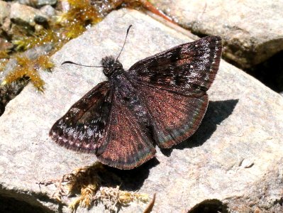 DUSKYWING, PROPERTIUS (Erynnis propertius) (6-17-12) cook and green pass area, siskiyou co, ca  (3)