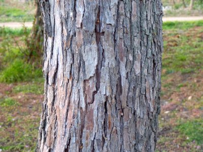 Soca de ginjoler (Ziziphus ziziphus)