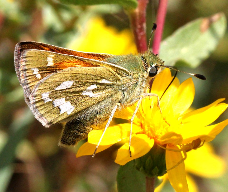 SKIPPER, WESTERN BRANDED (hesperia colorado) (8-26-12) 8,000 ft, 25 m north of cortez, dolores co, co   (3)
