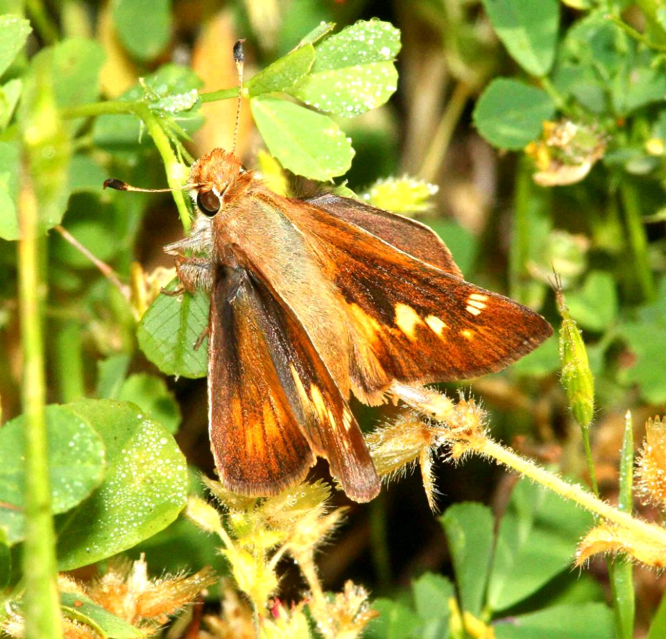 SKIPPER, UMBER (Poanes melane) (4-22-09) canet rd, morro bay, slo co, ca (1)