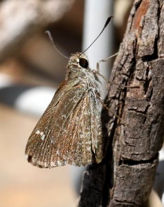 ROADSIDE-SKIPPER, TEXAS (Amblyscirtes texana) (7-31-12) culverts, harshaw road, patagonia mts, scc, az  (1)